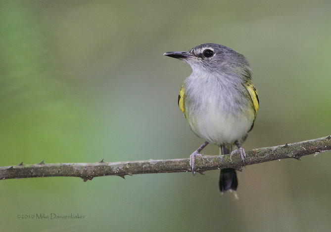Slaty-headed Tody-Flycatcher (Poecilotriccus sylvia) photo image