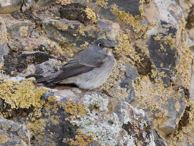 Dark-sided Flycatcher (Muscicapa sibirica) photo