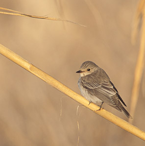 Spotted Flycatcher (Muscicapa striata) photo image