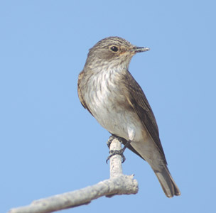Spotted Flycatcher (Muscicapa striata) photo image
