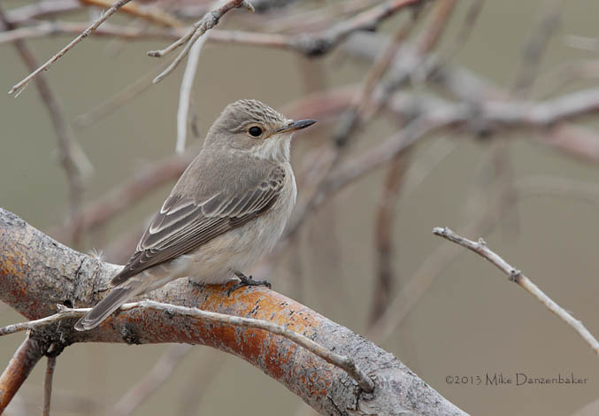 Spotted Flycatcher (Muscicapa striata) photo