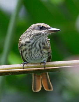 Streaked Flycatcher (Myiodynastes maculatus) photo image