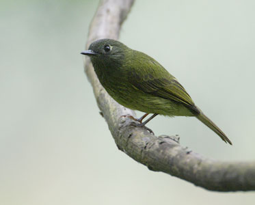 Streak-necked Flycatcher (Mionectes striaticollis) photo image