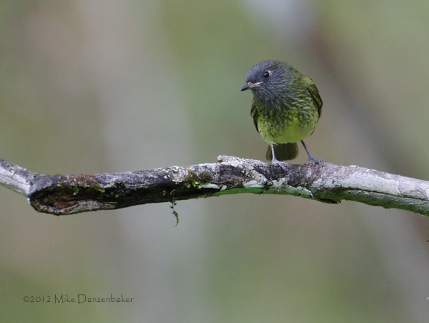 Streak-necked Flycatcher (Mionectes striaticollis) photo image