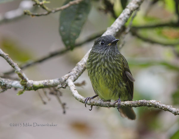 Streak-necked Flycatcher (Mionectes striaticollis) photo image