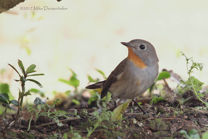 Taiga Flycatcher (Ficedula albicilla) photo
