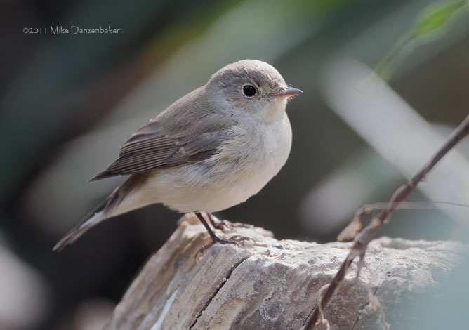 Taiga Flycatcher (Ficedula albicilla) photo