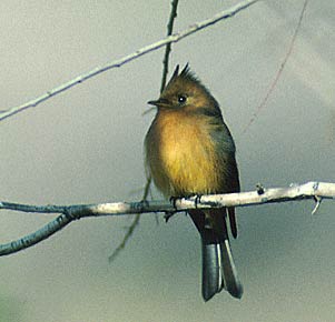 Tufted Flycatcher (Mitrephanes phaeocercus) photo image