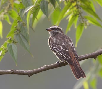 Variegated Flycatcher (Empidonomus varius) photo image