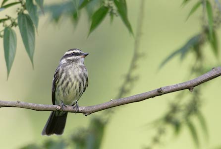 Variegated Flycatcher (Empidonomus varius) photo image