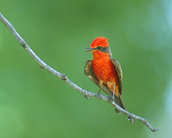 Vermilion Flycatcher (Pyrocephalus rubinus) photo image