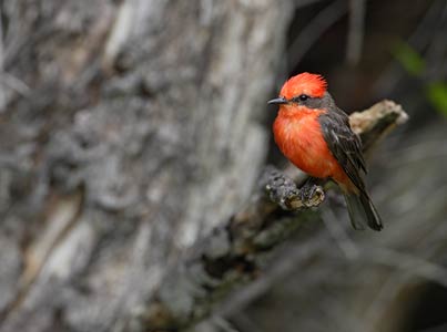Vermilion Flycatcher (Pyrocephalus rubinus) photo image