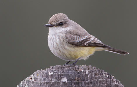 Vermilion Flycatcher (Pyrocephalus rubinus) photo image