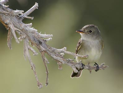Willow Flycatcher (Empidonax traillii) photo