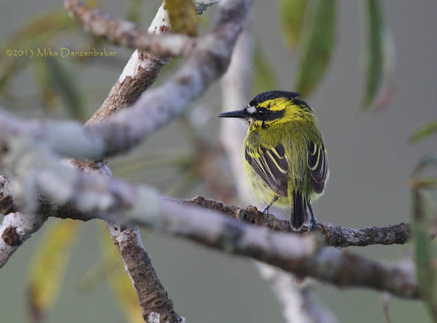 Yellow-browed Tody-Flycatcher (Todirostrum chrysocrotaphum) photo