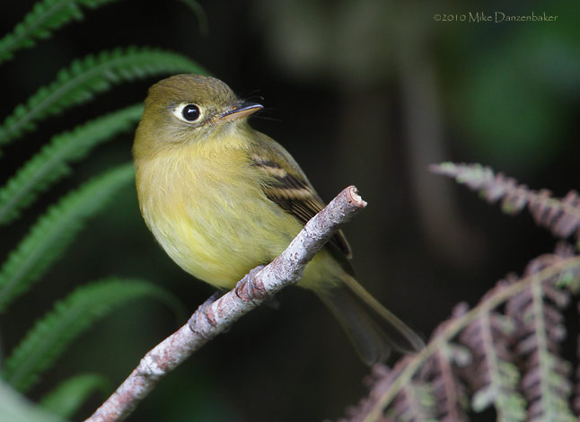 Yellowish Flycatcher (Empidonax flavescens) photo