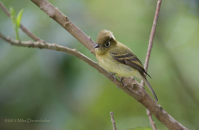 Yellowish Flycatcher (Empidonax flavescens) photo