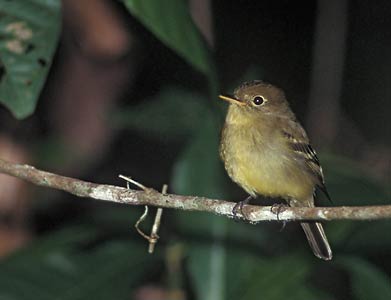 Yellow-bellied Flycatcher (Empidonax flaviventris) photo image