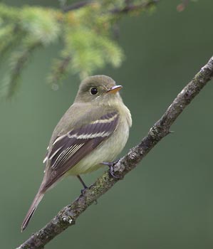 Yellow-bellied Flycatcher (Empidonax flaviventris) photo image