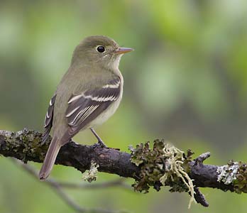 Yellow-bellied Flycatcher (Empidonax flaviventris) photo image