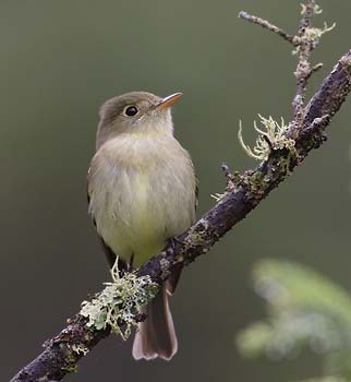 Yellow-bellied Flycatcher (Empidonax flaviventris) photo image