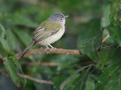 Yellow-Olive Flycatcher (Tolmomyias sulphurescens) photo