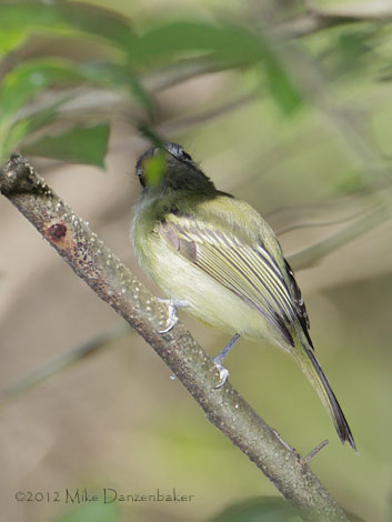 Yellow-olive Flatbill (Tolmomyias sulphurescens) photo