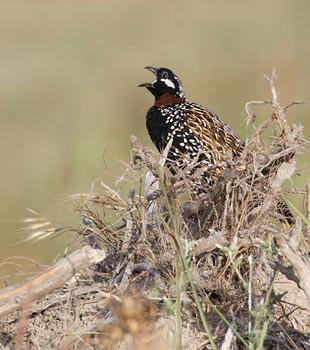 Black Francolin (Francolinus francolinus) photo image