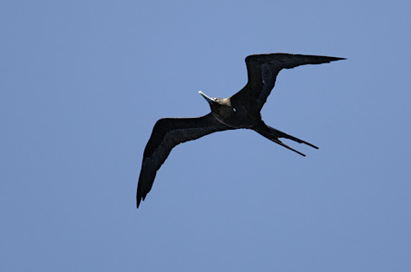 Ascension Frigatebird (Fregata aquila) photo image