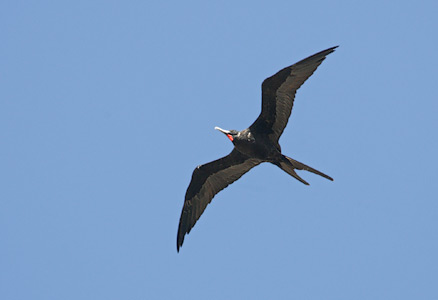 Ascension Frigatebird (Fregata aquila) photo image