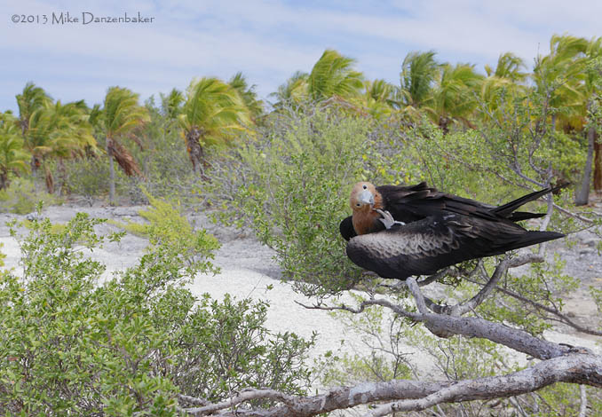 Great Frigatebird (Fregata minor) photo