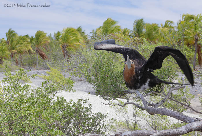Great Frigatebird (Fregata minor) photo