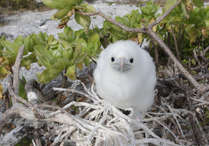 Great Frigatebird (Fregata minor) photo
