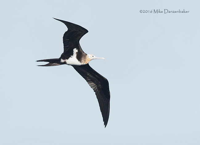 Great Frigatebird (Fregata minor) photo