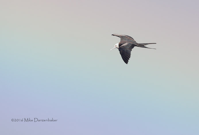 Great Frigatebird (Fregata minor) photo