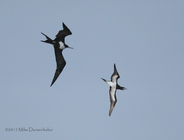 Great Frigatebird (Fregata minor) photo