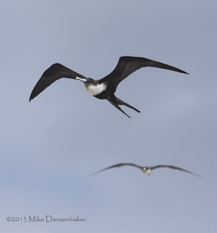 Great Frigatebird (Fregata minor) photo