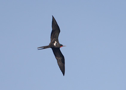 Lesser Frigatebird (Fregata ariel) photo image