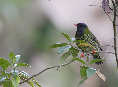 Barred Fruiteater (Pipreola arcuata) photo image