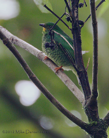 Fiery-throated Fruiteater (Pipreola chlorolepidota) photo
