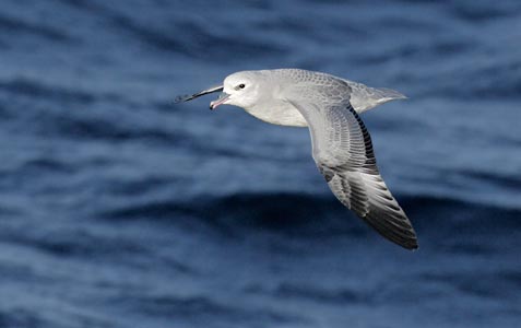 Southern Fulmar (Fulmarus glacialoides) photo image