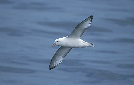 Northern Fulmar (Fulmarus glacialis) photo image