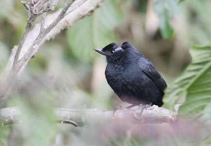 Black Flowerpiercer (Diglossa humeralis) photo image