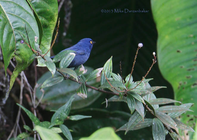 Golden-eyed Flowerpiercer (Diglossa glauca) photo