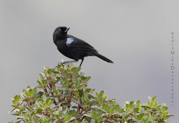 Glossy Flowerpiercer (Diglossa lafresnayii) photo image