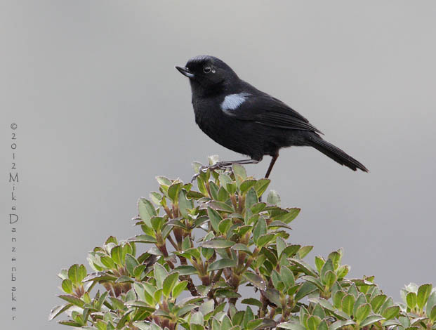 Glossy Flowerpiercer (Diglossa lafresnayii) photo image