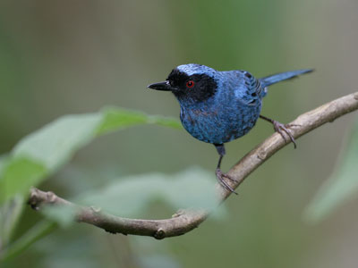 Masked Flowerpiercer (Diglossa cyanea) photo