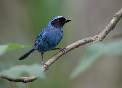 Masked Flowerpiercer (Diglossa cyanea) photo image