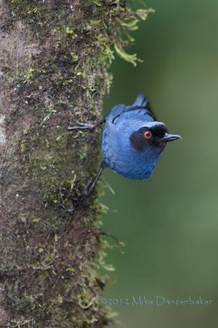 Masked Flowerpiercer (Diglossa cyanea) photo image