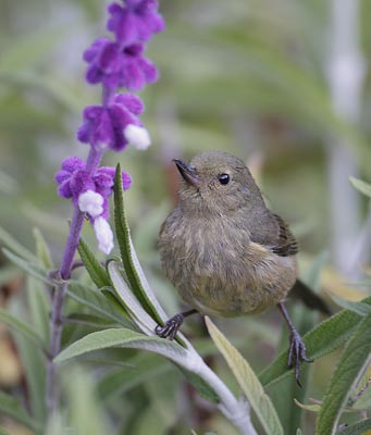 Slaty Flowerpiercer (Diglossa plumbea) photo image